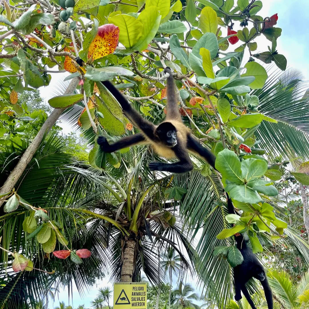 Pasadía en Isla Mamey + Tour Completo por $15 con Ally's Tours - Image 4